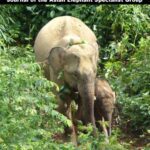 خرید و دانلود نسخه کامل کتاب GAJAH – 41