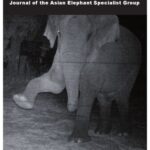 خرید و دانلود نسخه کامل کتاب GAJAH – 42