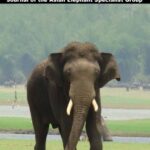 خرید و دانلود نسخه کامل کتاب GAJAH – 44
