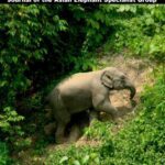 خرید و دانلود نسخه کامل کتاب GAJAH – 45