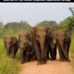 خرید و دانلود نسخه کامل کتاب GAJAH – 46