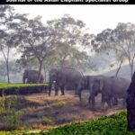 خرید و دانلود نسخه کامل کتاب GAJAH – 47