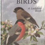 خرید و دانلود نسخه کامل کتاب Garden Birds