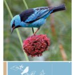خرید و دانلود نسخه کامل کتاب Guia das aves da reserva biologica Tambore