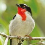 خرید و دانلود نسخه کامل کتاب Guia de Aves da Mata de Caetés