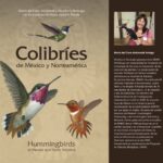 خرید و دانلود نسخه کامل کتاب Guía de Colibríes de México y Norteamérica