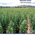خرید و دانلود نسخه کامل کتاب Guía de producción de quinua orgánica (Chenopodium quinoa Willd.) en la región Puno. Guía del productor