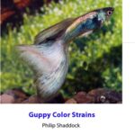 خرید و دانلود نسخه کامل کتاب Guppy Color Strains