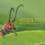 خرید و دانلود نسخه کامل کتاب Hidden Prairie: Photographing Life in One Square Meter