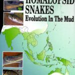 خرید و دانلود نسخه کامل کتاب Homalopsid Snakes, Evolution in the Mud