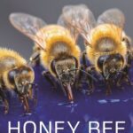 خرید و دانلود نسخه کامل کتاب Honey Bee Biology