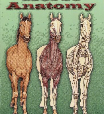 خرید و دانلود نسخه کامل کتاب Horse Anatomy