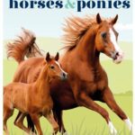 خرید و دانلود نسخه کامل کتاب Horses & Ponies: Everything You Need to Know, From Bridles and Breeds to Jodhpurs and Jumping!