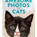 خرید و دانلود نسخه کامل کتاب How to Take Awesome Photos of Cats