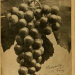 خرید و دانلود نسخه کامل کتاب Illustrated Descriptive Catalogue of American Grape Vines; a grape owners’ manual by Bush & Son & Meissner