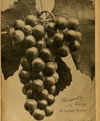 خرید و دانلود نسخه کامل کتاب Illustrated Descriptive Catalogue of American Grape Vines; a grape owners’ manual by Bush & Son & Meissner