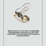 خرید و دانلود نسخه کامل کتاب Illustrated key to the tribes of subfamilia Ichmeumoninae ang genera of the tribe Platylabini of world fauna (Hymenoptera, Ichneumonidae).