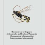 خرید و دانلود نسخه کامل کتاب Illustrated key to the tribes of subtribe Amblyetina of Palaearctic (Hymenoptera, Ichneumonidae, Ichneumoninae, Ichneumonini).