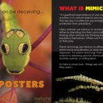 خرید و دانلود نسخه کامل کتاب Imposters. What is mimicry?