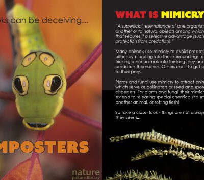 خرید و دانلود نسخه کامل کتاب Imposters. What is mimicry?