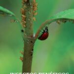 خرید و دانلود نسخه کامل کتاب Insectos Benéficos: Guía para su identificación