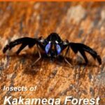 خرید و دانلود نسخه کامل کتاب Insects and allies of the Kakamega Forest National Reserve (Kenya, Africa). A field guide for tourists and naturalists