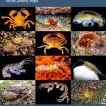خرید و دانلود نسخه کامل کتاب Intertidal rocky shore fauna 1. Crustacea Decapoda and Peracarida