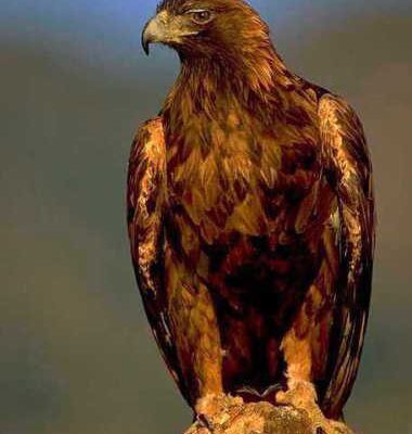 خرید و دانلود نسخه کامل کتاب Kapow!