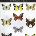 خرید و دانلود نسخه کامل کتاب Las mariposas de Chile