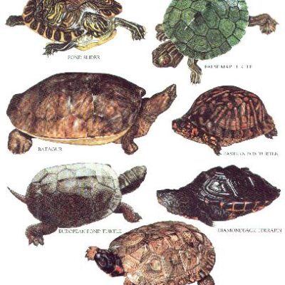 خرید و دانلود نسخه کامل کتاب Longman’s Illustrated Animal Encyclopedia – Рептилии