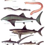 خرید و دانلود نسخه کامل کتاب Longman’s Illustrated Animal Encyclopedia – Рыбы