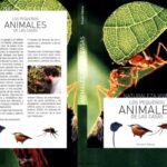خرید و دانلود نسخه کامل کتاب Los pequeños animales de las casas