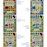 خرید و دانلود نسخه کامل کتاب Mammals of Africa: Volumes I-VI
