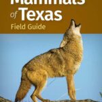 خرید و دانلود نسخه کامل کتاب Mammals of Texas Field Guide, 2e