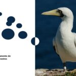 خرید و دانلود نسخه کامل کتاب Manual de anilhamento de aves silvestres