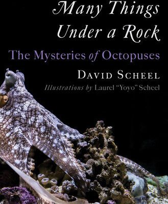 خرید و دانلود نسخه کامل کتاب Many Things Under a Rock: The Mysteries of Octopuses