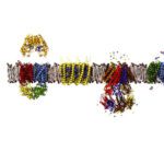 خرید و دانلود نسخه کامل کتاب Membrane structural biology: with biochemical and biophysical foundations