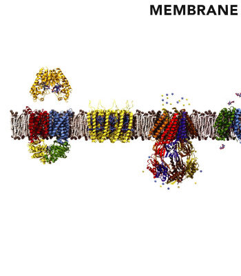 خرید و دانلود نسخه کامل کتاب Membrane structural biology: with biochemical and biophysical foundations