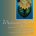 خرید و دانلود نسخه کامل کتاب Metamorphosis: Postembryonic Reprogramming of Gene Expression in Amphibian and Insect Cells (Cell Biology)