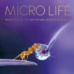 خرید و دانلود نسخه کامل کتاب Micro Life: Miracles of the Miniature World Revealed