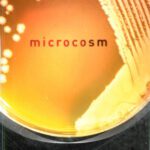 خرید و دانلود نسخه کامل کتاب Microcosm: E. Coli and the New Science of Life (Vintage)
