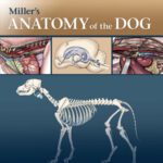 خرید و دانلود نسخه کامل کتاب Miller’s Anatomy of the Dog