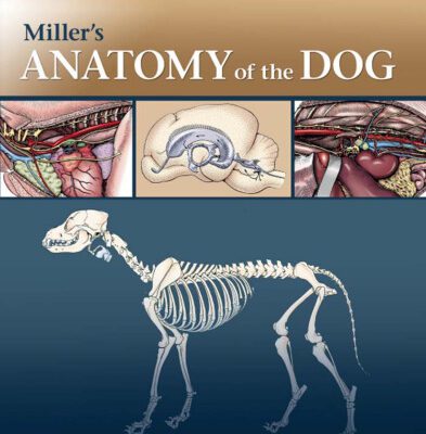 خرید و دانلود نسخه کامل کتاب Miller’s Anatomy of the Dog