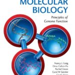 خرید و دانلود نسخه کامل کتاب Molecular Biology: Principles of Genome Function