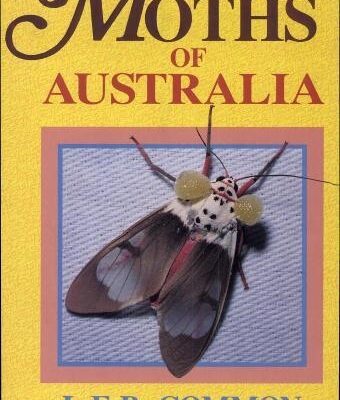 خرید و دانلود نسخه کامل کتاب Moths of Australia