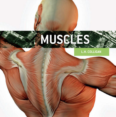 خرید و دانلود نسخه کامل کتاب Muscles (The Amazing Human Body)