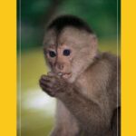 خرید و دانلود نسخه کامل کتاب Nombres de los mamíferos del Ecuador : incluye lista anotada de especies