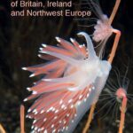 خرید و دانلود نسخه کامل کتاب Nudibranchs of Britain, Ireland and Northwest Europe