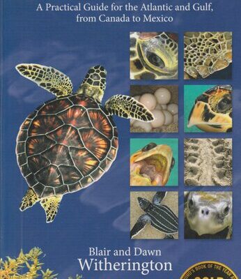 خرید و دانلود نسخه کامل کتاب Our Sea Turtles: A Practical Guide for the Atlantic and Gulf, from Canada to Mexico