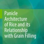 خرید و دانلود نسخه کامل کتاب Panicle Architecture of Rice and its Relationship with Grain Filling